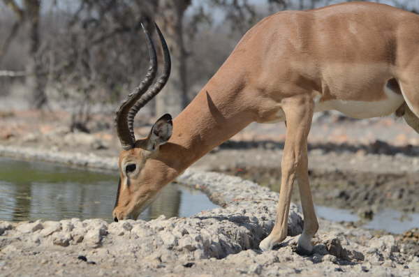 Black-Faced Impala at Andersson's Camp