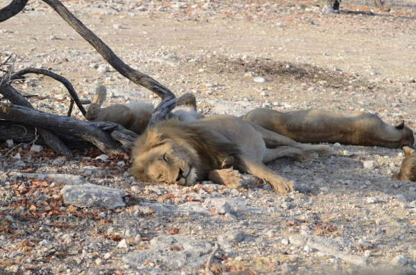 Pride of Lions (very full ones!)