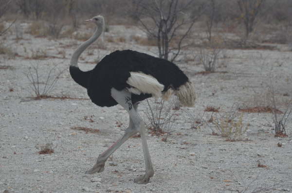 Ostrich