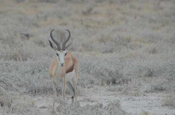 Springbok