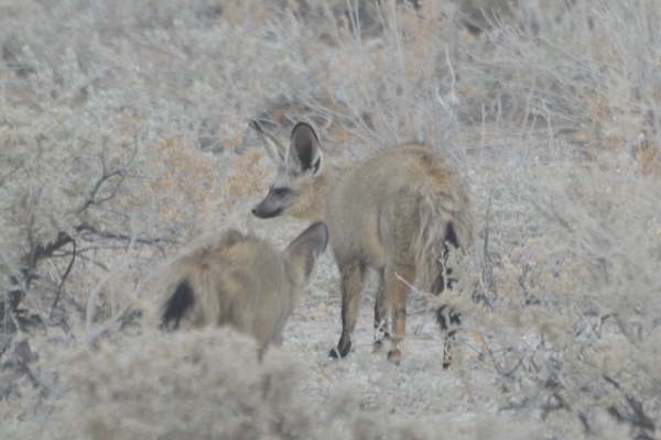 Bat-Eared Foxes