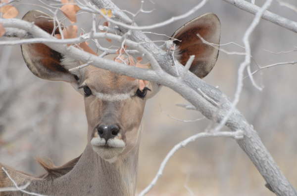 Female Greater Kudu