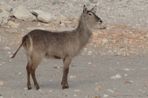 Waterbuck