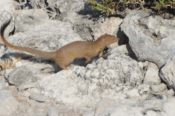 Slender Mongoose
