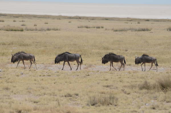 Blue Wildebeest