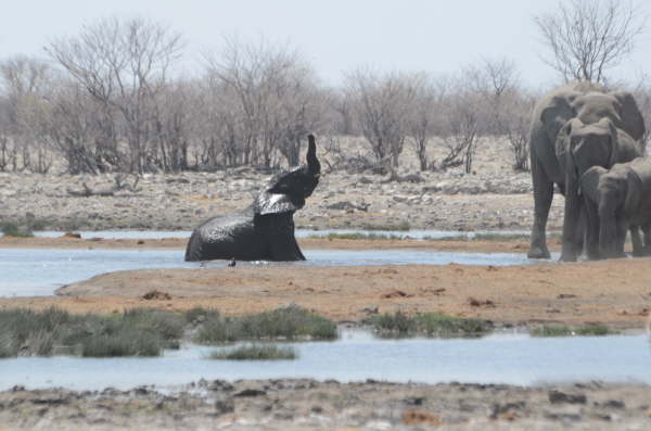 Elephants in Etosha National Park