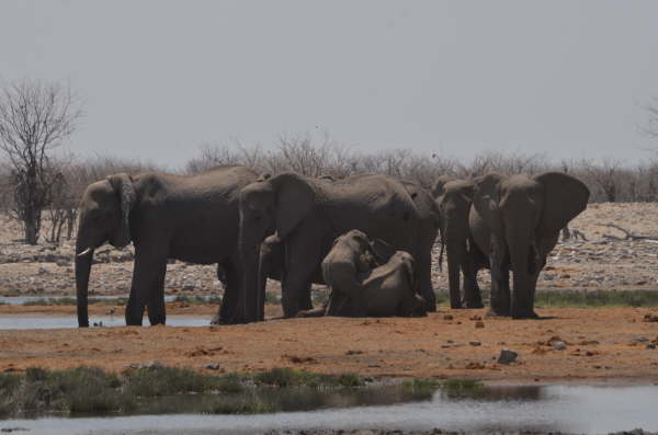 Elephants in Etosha National Park