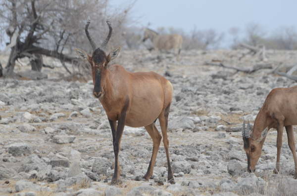 Red Hartebeest
