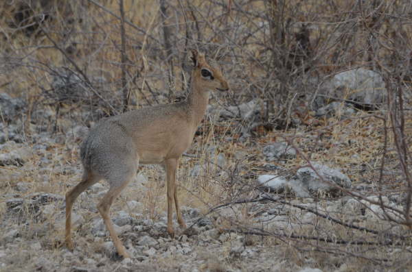 Dik-Dik