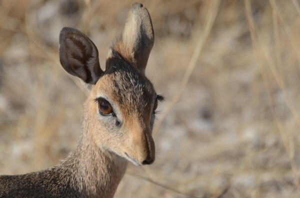 Dik-Dik
