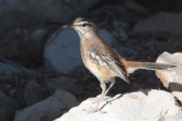 White-browed Scrub-Robin