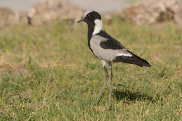 Blacksmith Plover