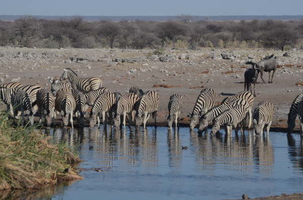 Zebra at Etosha