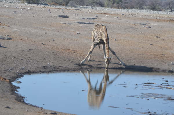 Giraffe at Etosha