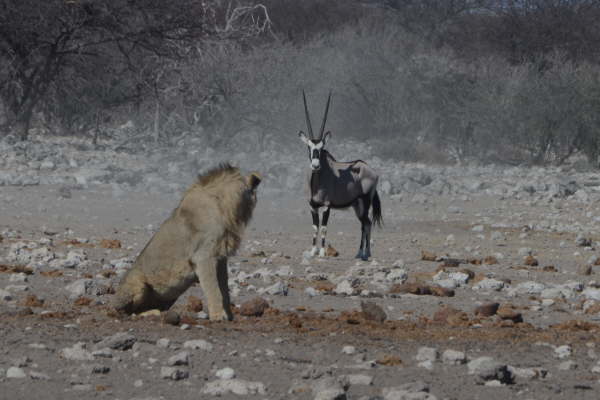 LIon and Southern Oryx (Gemsbok)