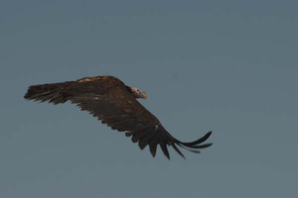 Lappet-Faced Vulture