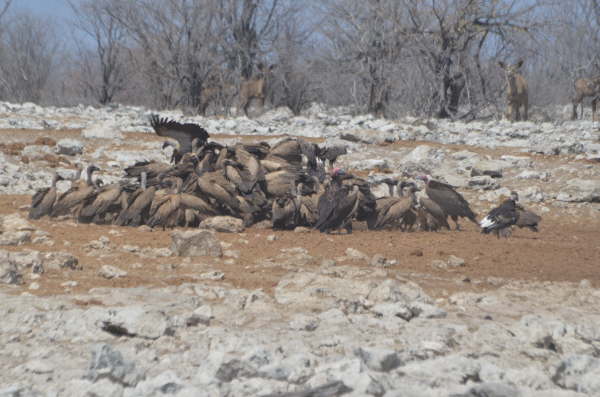 Vultures and a hyena feeding on a dead animal