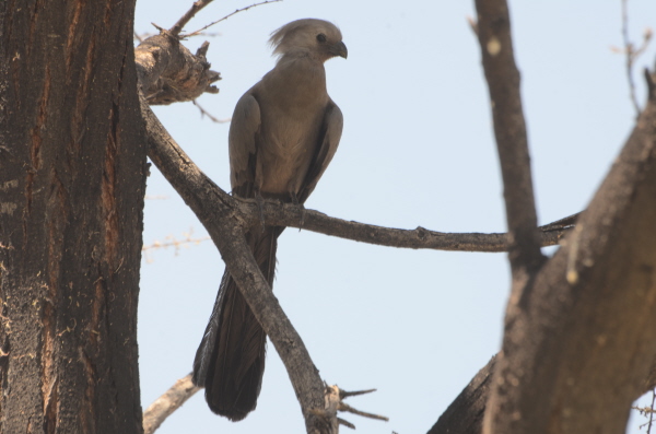Grey Lourie aka Go-Away Bird