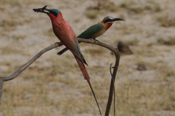 Southern Carmine and White-Fronted Bee-Eaters