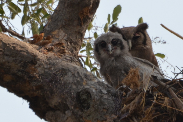 Verreaux's Eagle Owl and chick