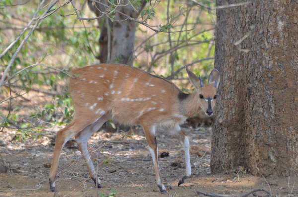 Bushbuck