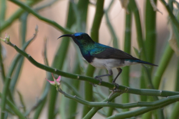 White-Bellied Sunbird