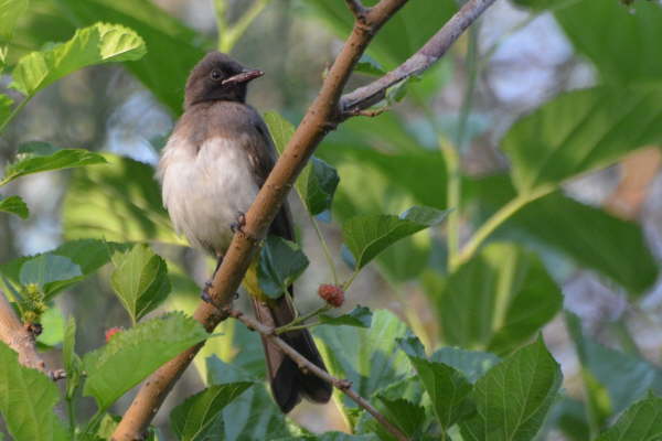 Dark-Capped Bulbul