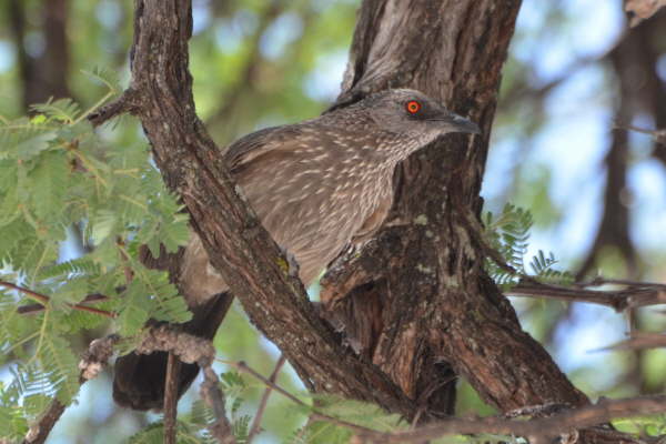 Arrow-Marked Babbler