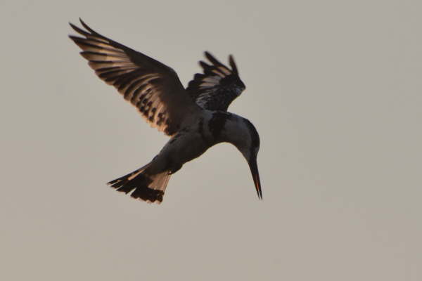 Pied Kingfisher