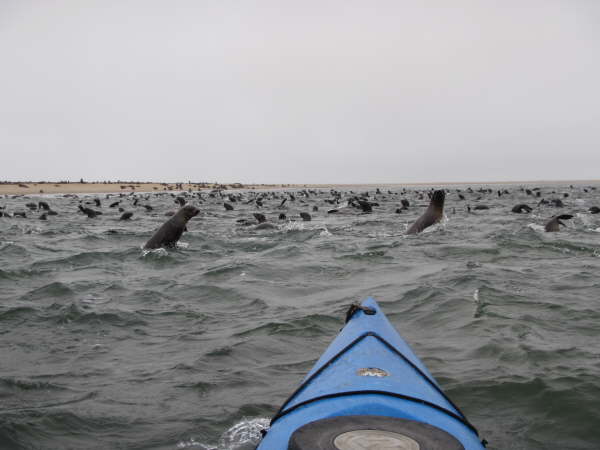 Kayaking with Cape Fur Seals at Pelican Point