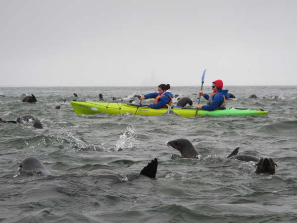 Kayaking with Cape Fur Seals at Pelican Point