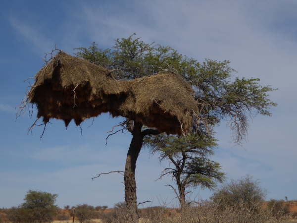 Social Weaver nest