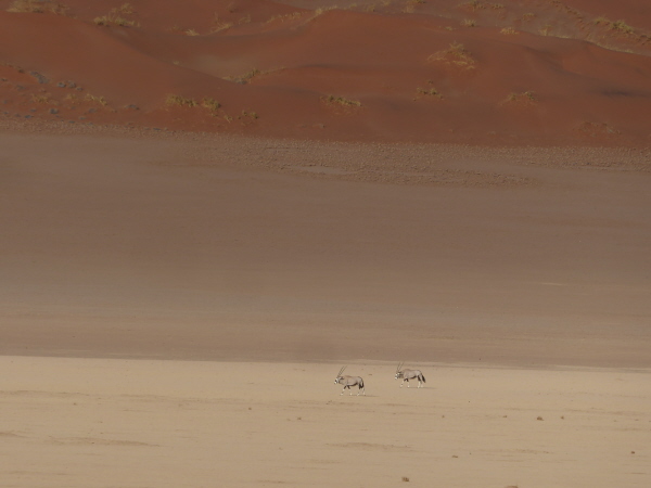 Southern Oryx in Namib-Naukluft National Park