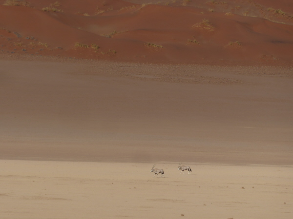 Southern Oryx in Namib-Naukluft National Park