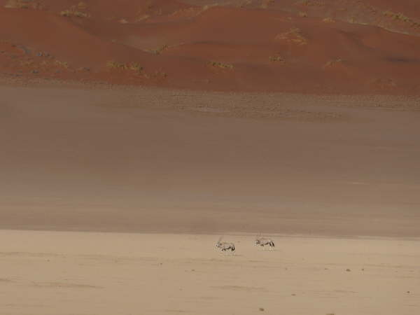 Southern Oryx in Namib-Naukluft National Park