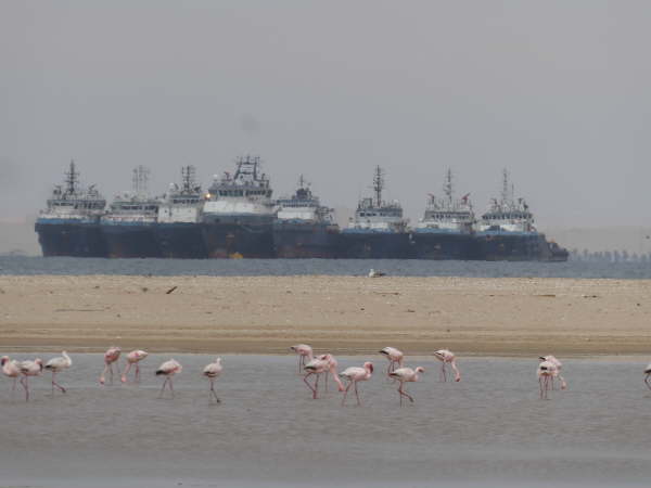 Flamingos at Walvis Bay