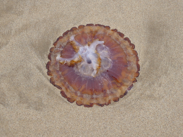 Jellyfish