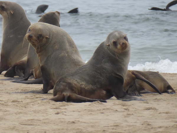 Cape Fur Seals