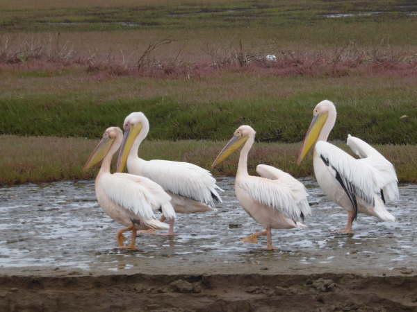 Great White Pelican