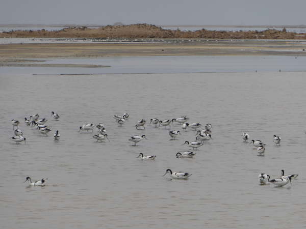 Avocets at Walvis Bay