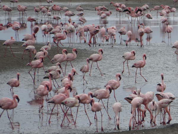 Flamingos at Walvis Bay