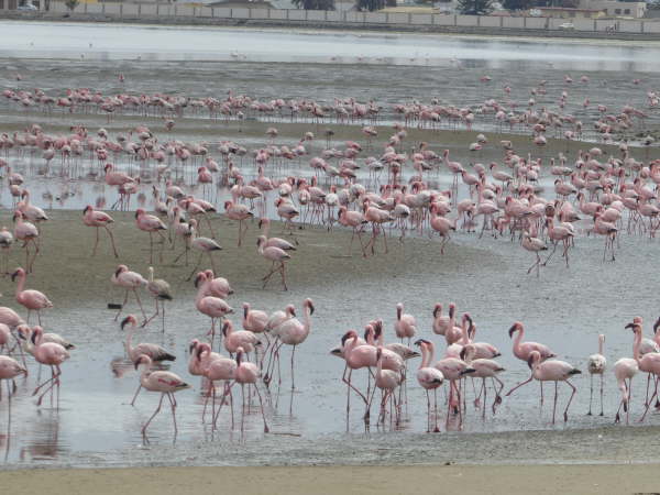 Flamingos at Walvis Bay
