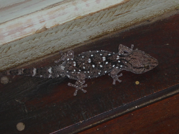Gecko in our room at Andersson's Camp