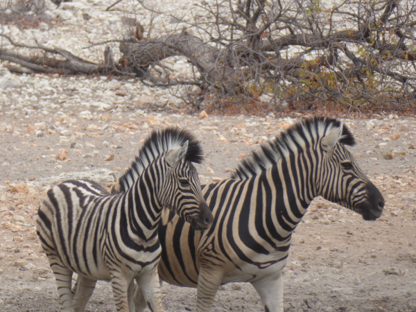 Zebra at Andersson's Camp