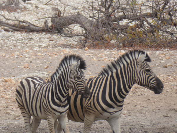 Burchell's Zebra