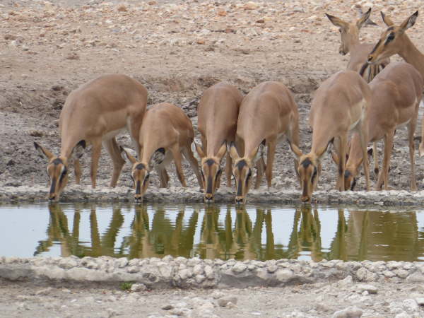 Black-Faced Impala at Anderssons Camp near Etosha
