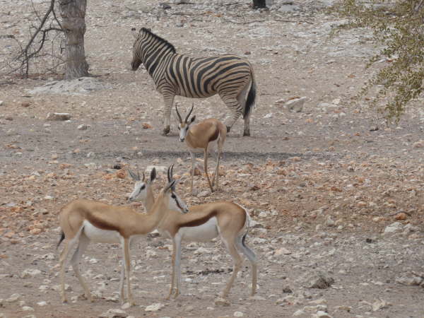 Springbok and Zebra at Anderssons Camp near Etosha