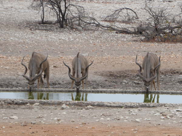 Kudu at Anderssons Camp near Etosha