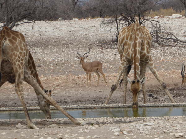 Giraffe at Anderssons Camp near Etosha