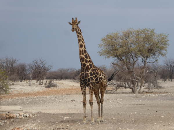 Giraffe